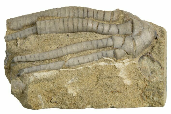 Fossil Crinoid (Scytalocrinus) - Indiana #326073